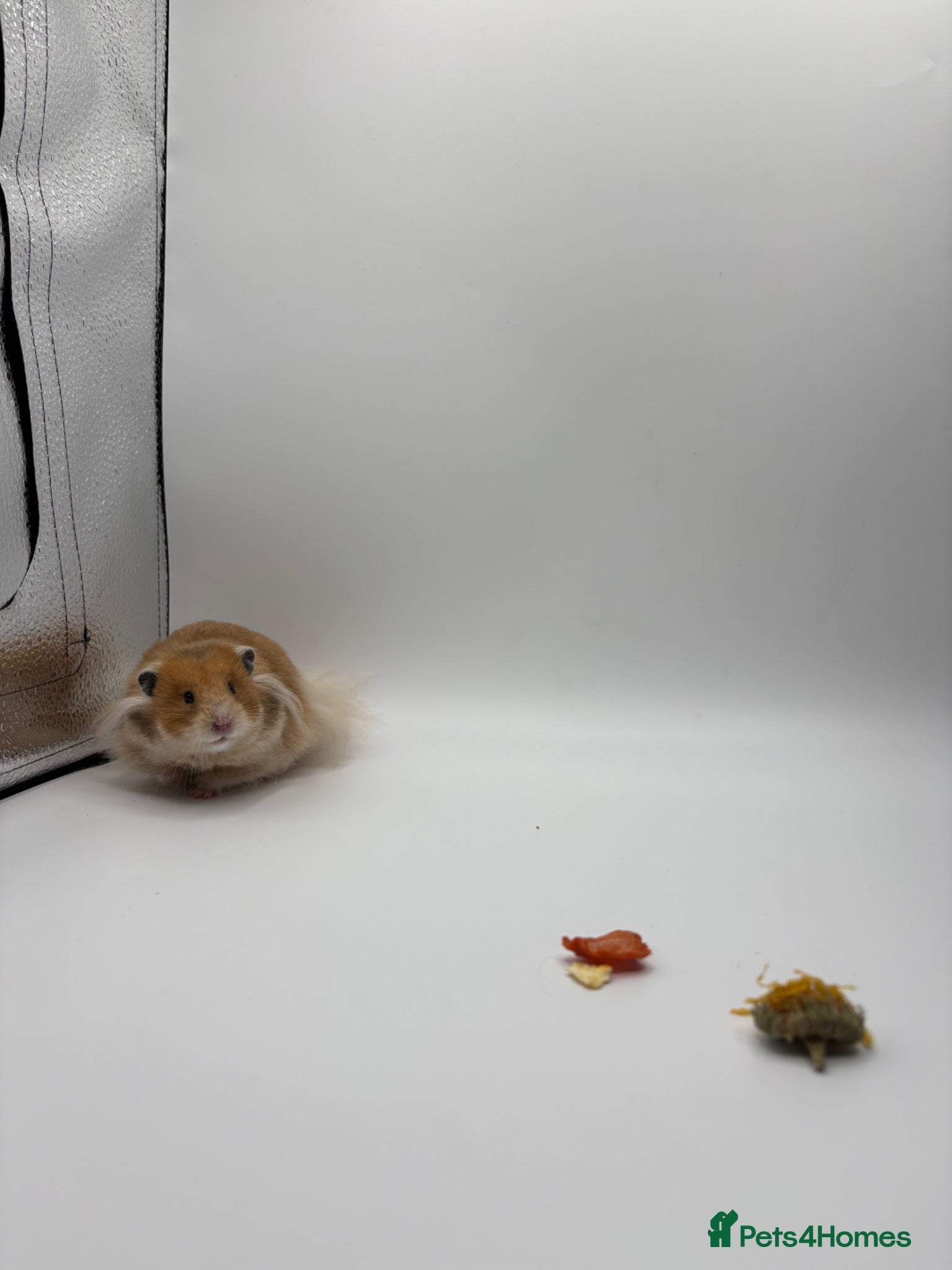 Hamster rodents Pedigree Syrian hamster waiting list - Advert 7