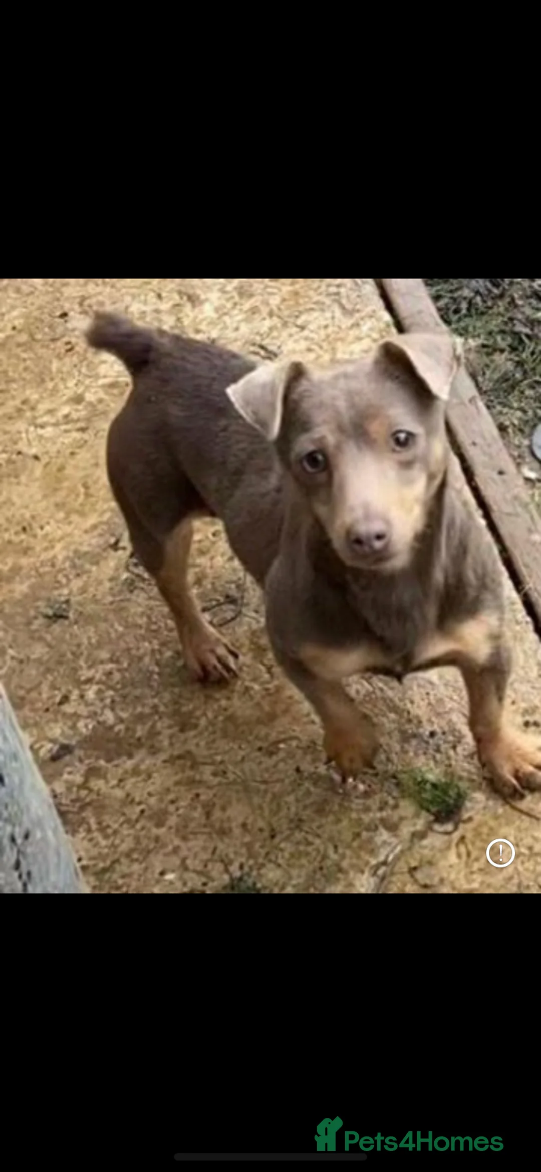 Jack Russell dogs for sale: Much wenlock female 2yr old  - Advert 2