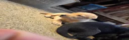 Labrador Retriever dogs for sale: Working labrador puppies  - Advert 6