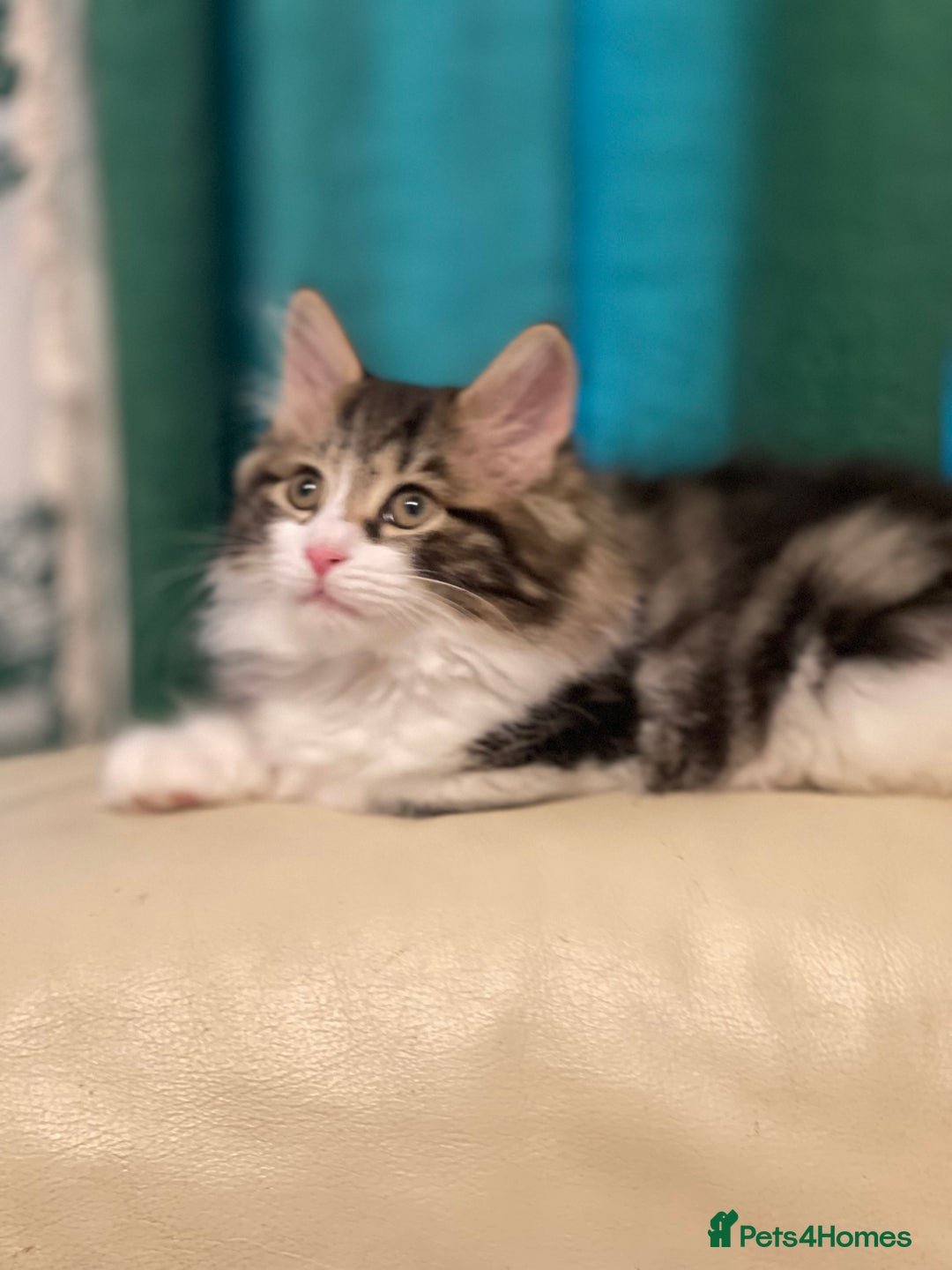 Kurilian Bobtail cats for sale: Reserved Kurilian Bobtail  kitten in spring  - Advert 8