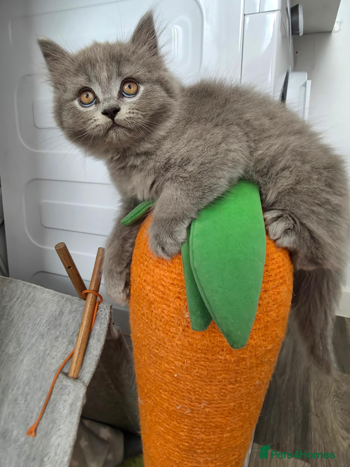 British Shorthair cats BSH adorable kittens  - Advert 3