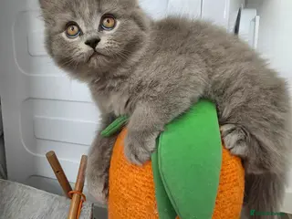 British Shorthair cats BSH adorable kittens - Advert 3