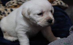 Labrador Retriever dogs for sale: KC, Champion Pedigree ,Extensively Health Tested - Image 16