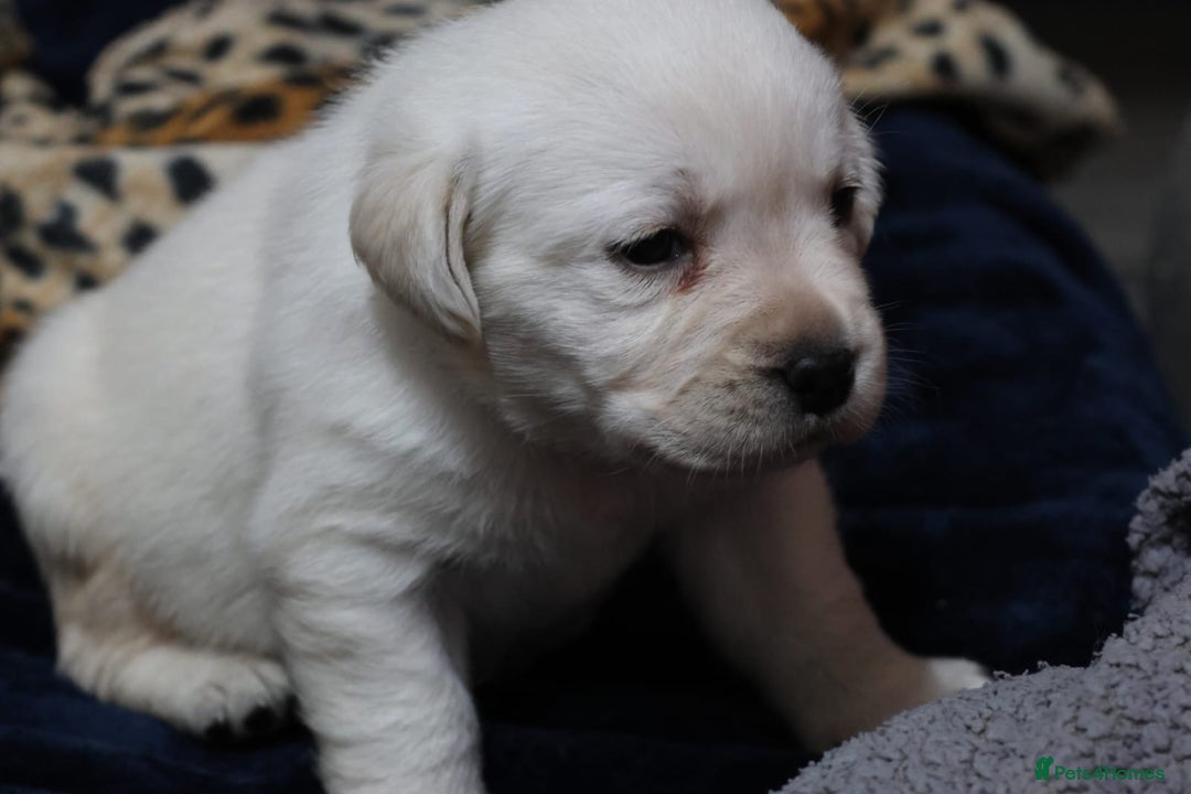 Labrador Retriever dogs for sale: KC, Champion Pedigree ,Extensively Health Tested - Image 16