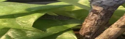 Gecko reptiles for sale: Mourning Geckos - Advert 10
