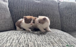 British Shorthair cats for sale: Lilac Bi colour BSH Boys Tica Registered - Image 5