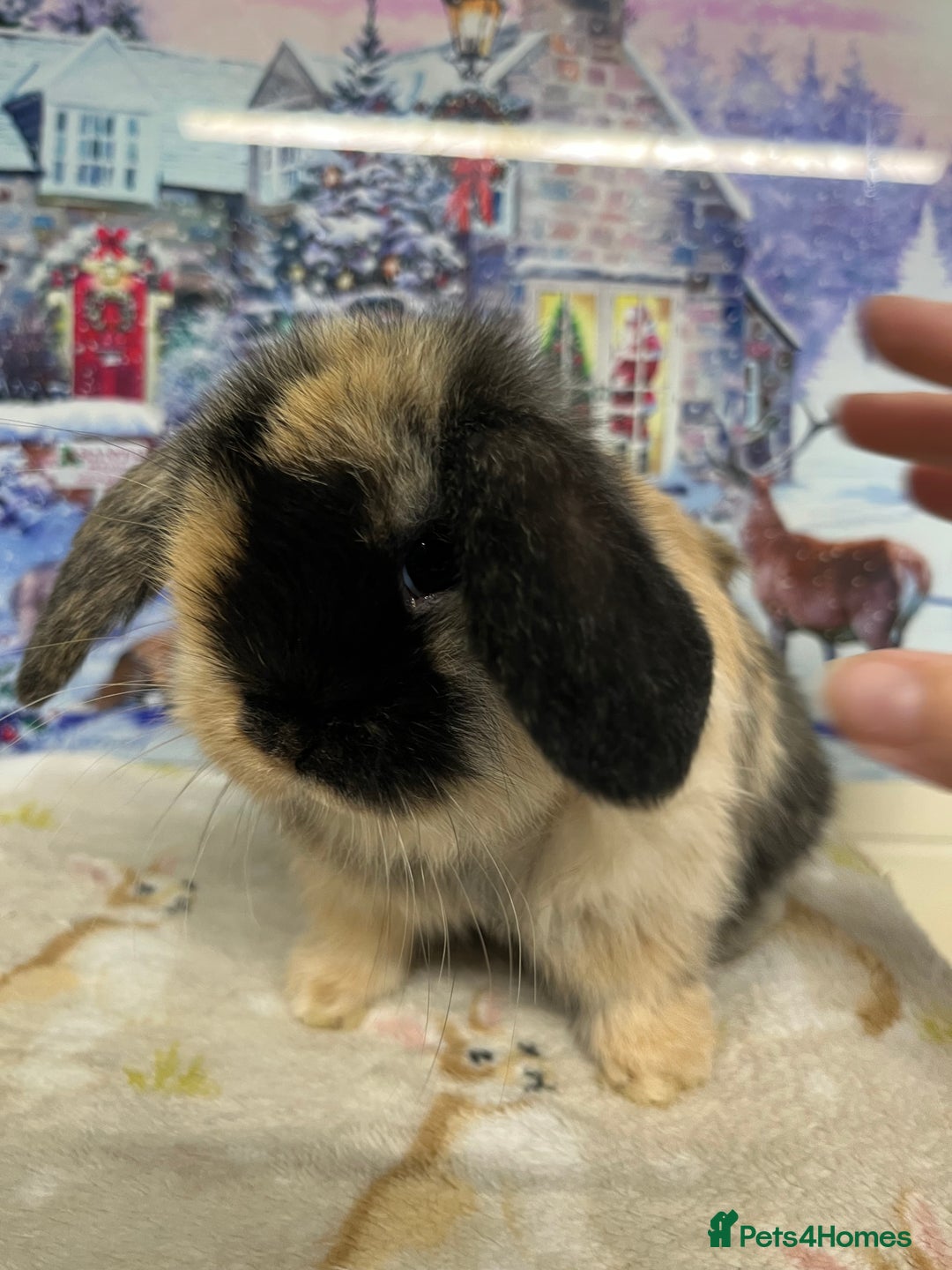 Mini Lop rabbits for sale: Stunning litter of mini lops ready soon  - Advert 3