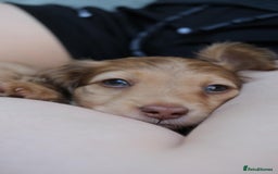 Miniature Dachshund dogs for sale: Miniature dachshunds - READY TO GO - Image 11