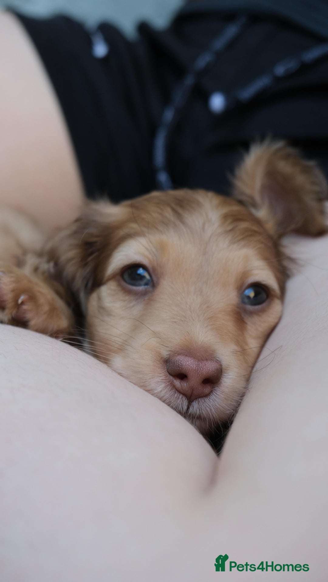 Miniature Dachshund dogs for sale: Miniature dachshunds - READY TO GO - Image 11