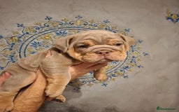 English Bulldog dogs for sale: Beautifull full suit lilac and tan - Image 8