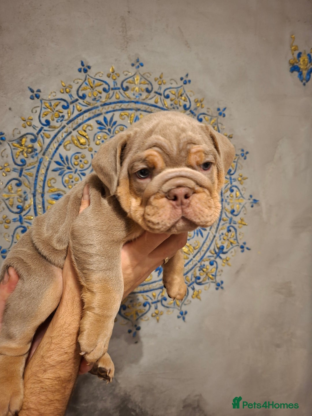 English Bulldog dogs for sale: Beautifull full suit lilac and tan - Image 8