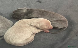 Weimaraner dogs for sale: 🐾 KC Registered Weimaraner Puppies 🐾 - Image 5