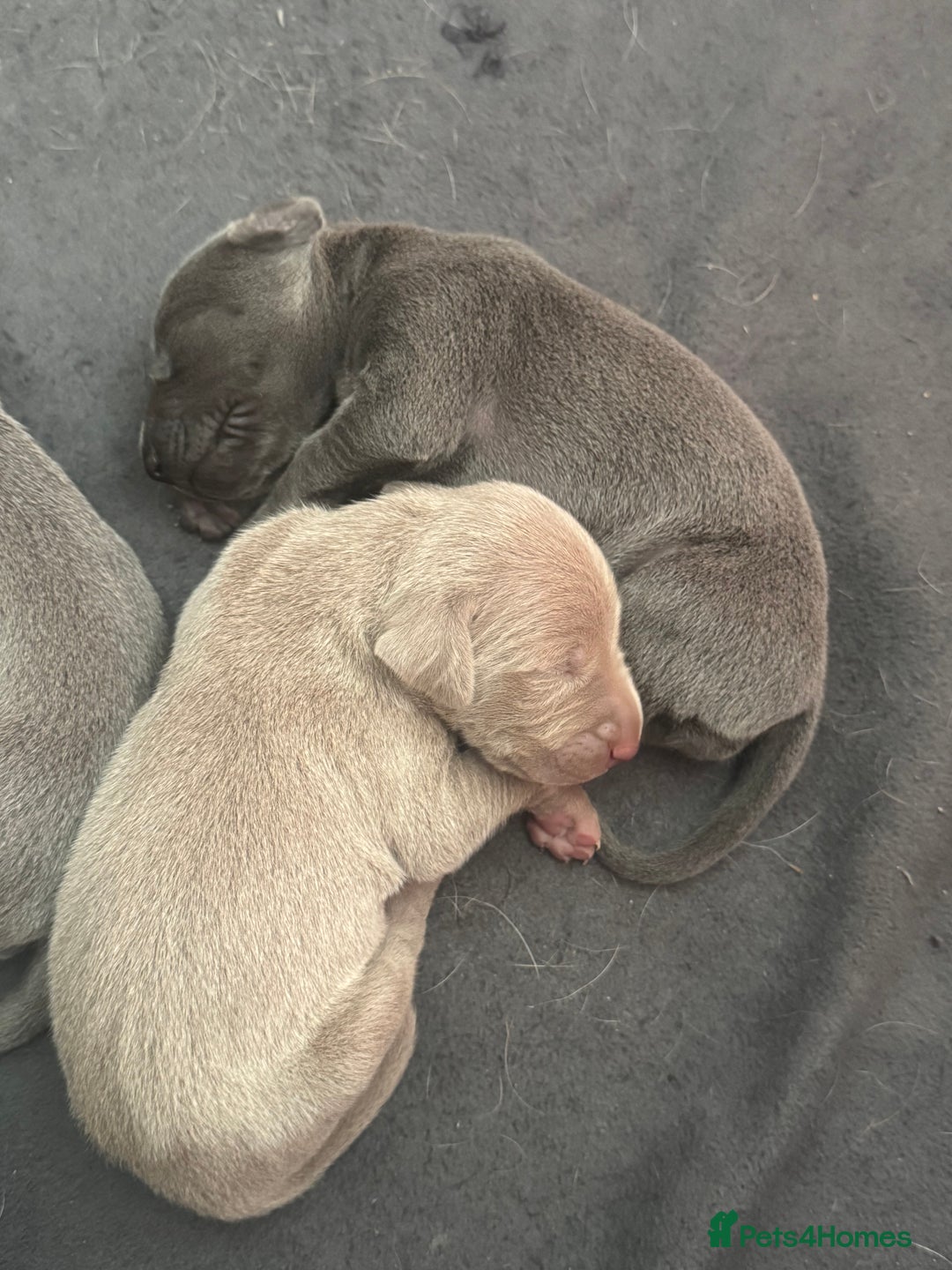 Weimaraner dogs for sale: 🐾 KC Registered Weimaraner Puppies 🐾 - Image 5