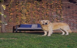 Golden Retriever dogs for sale: 🐾 Golden Retriever Puppies – Ready in December 🐾 - Image 10