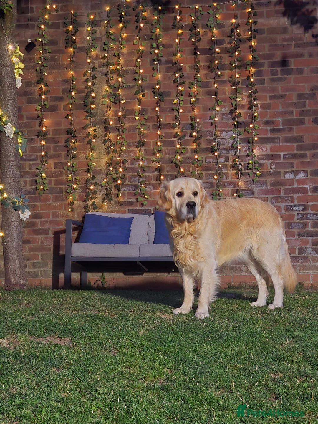 Golden Retriever dogs for sale: 🐾 Golden Retriever Puppies – Ready in December 🐾 - Image 10