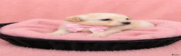 Maltipoo dogs for sale: Parents health tested Maltipoo puppies - Advert 1