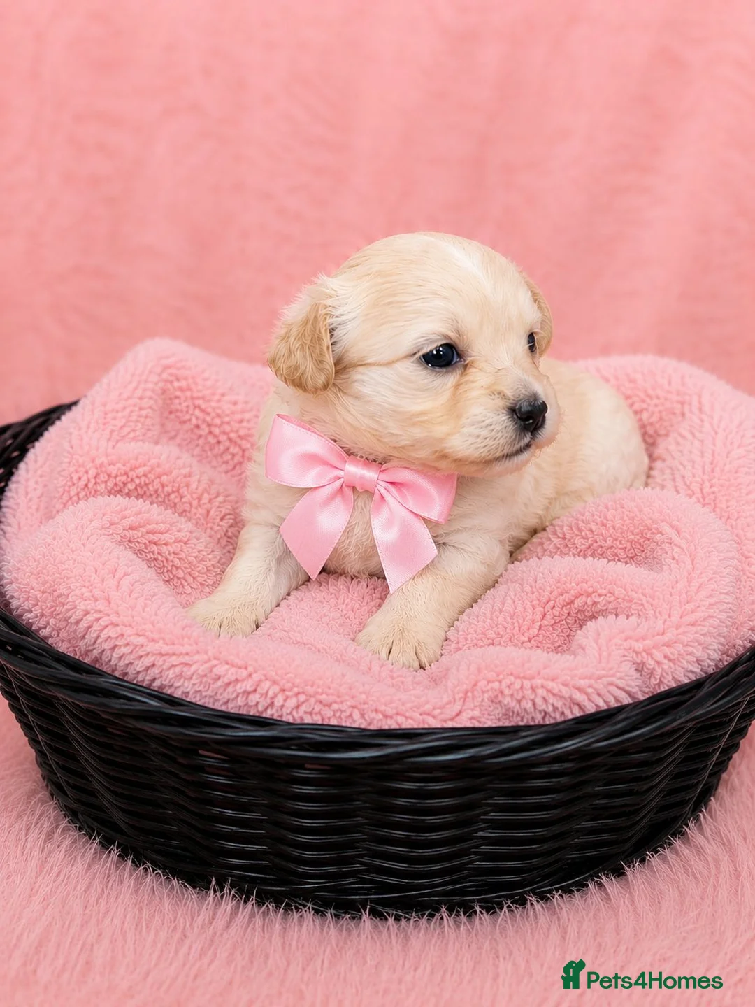 Maltipoo dogs for sale: Parents health tested Maltipoo puppies - Advert 1
