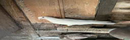 Pigeons birds for sale: WHITE RACING PIGEON  - Advert 5