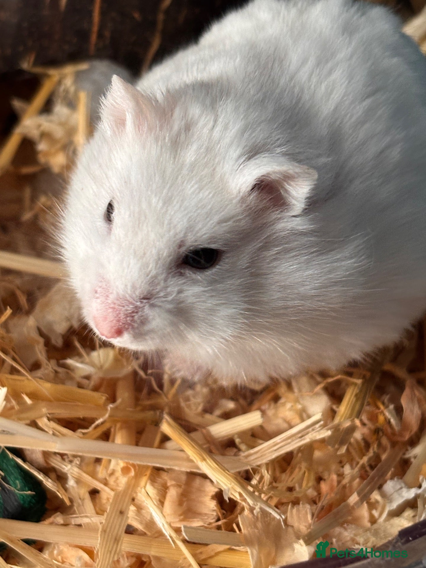 Gerbil rodents SuperTamed  Pure Bred Russian White Dwarf Hamster - Advert 4