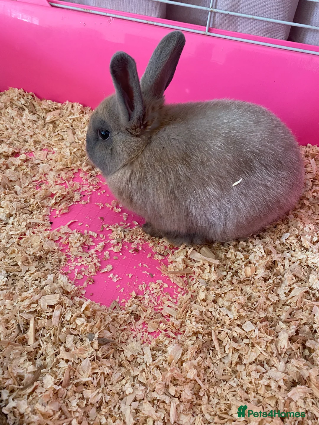 Dwarf Lop rabbits for sale: Dwarf lop rabbit girl  - Advert 1