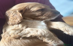 Cavapoo dogs for sale: King Charles Cavalier x Cavapoo - Image 8