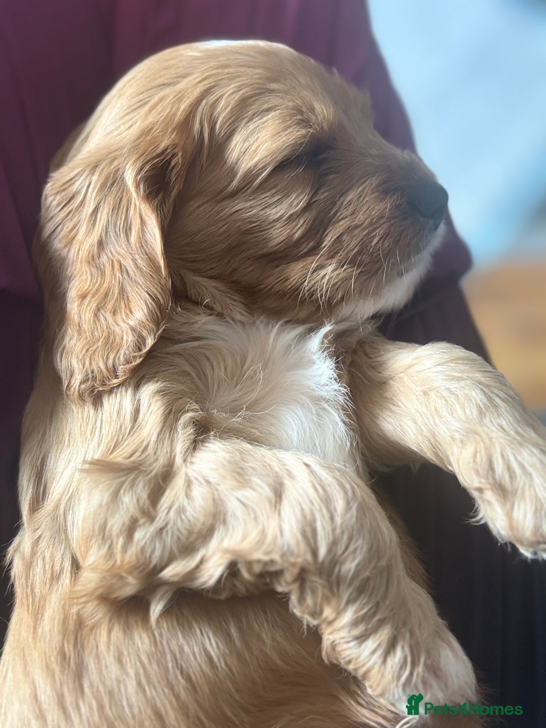Cavapoo dogs for sale: King Charles Cavalier x Cavapoo - Image 8