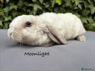 Mini Lop rabbits Pure bred Mini Plush Lop girls - Advert 7
