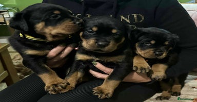 Rottweiler dogs - Advert 16