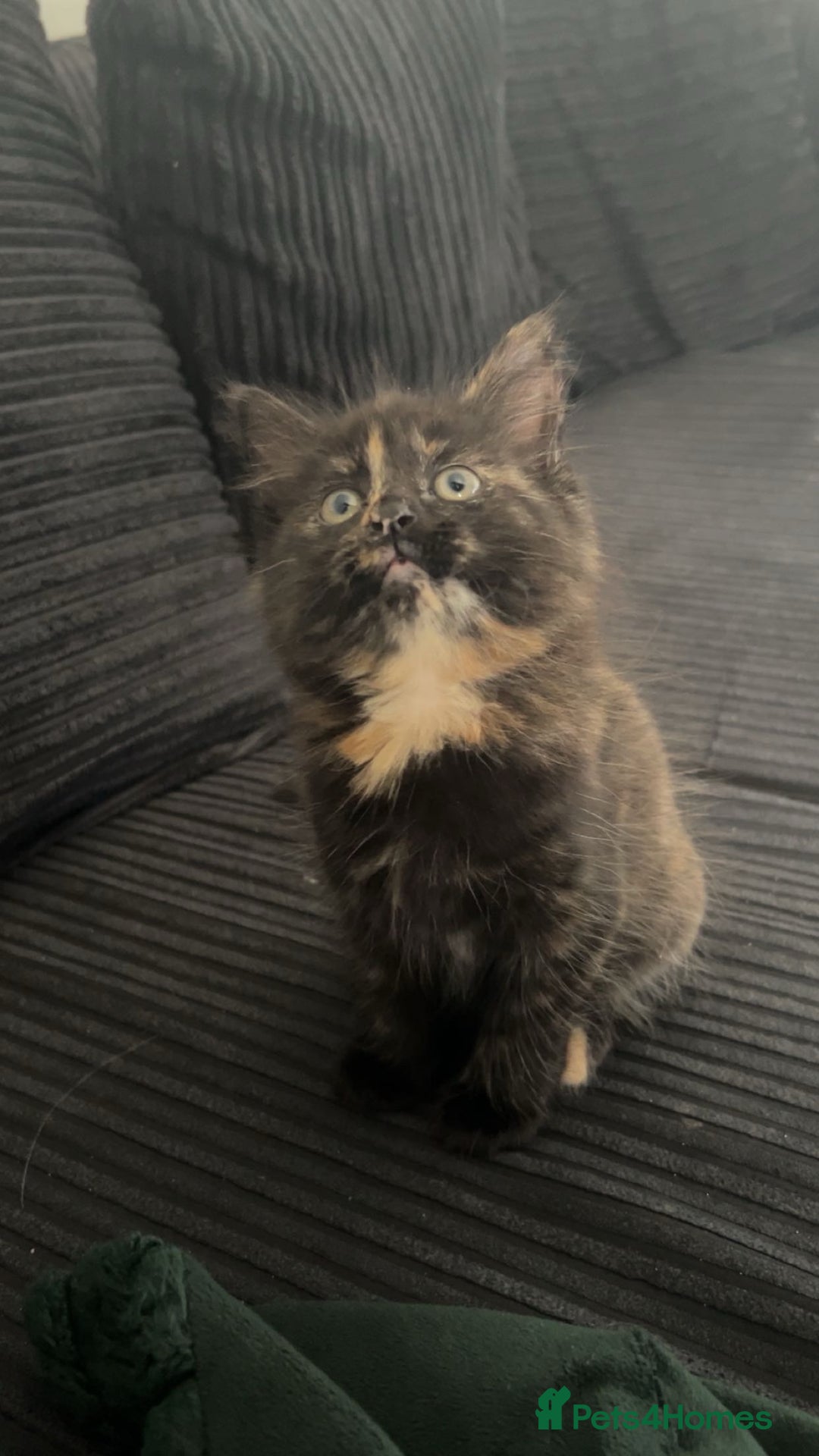 Domestic Shorthair cats for sale: Beautiful kittens ❤️❤️ - Image 5