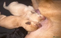 Labrador Retriever dogs for sale: 5 male labradors - Advert 9