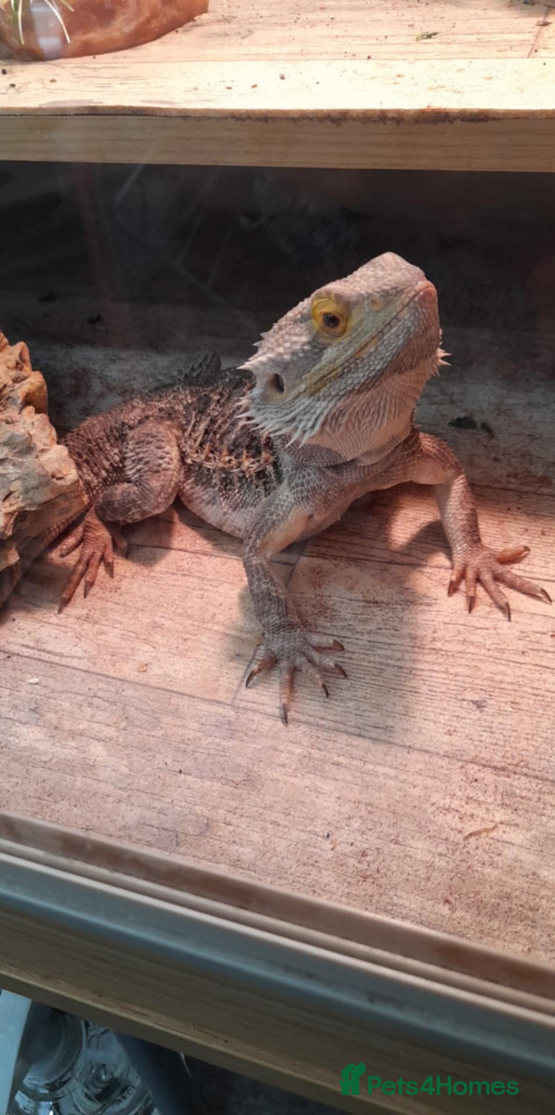 Bearded Dragon reptiles for sale: Year and a half old male bearded dragon incset up - Image 5