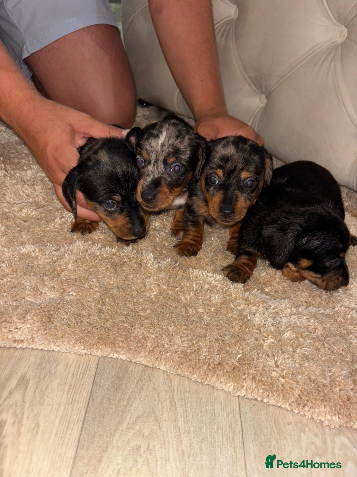 Miniature Dachshund dogs ✨ KC Lines | Miniature Dachshund Puppies✨ - Advert 18