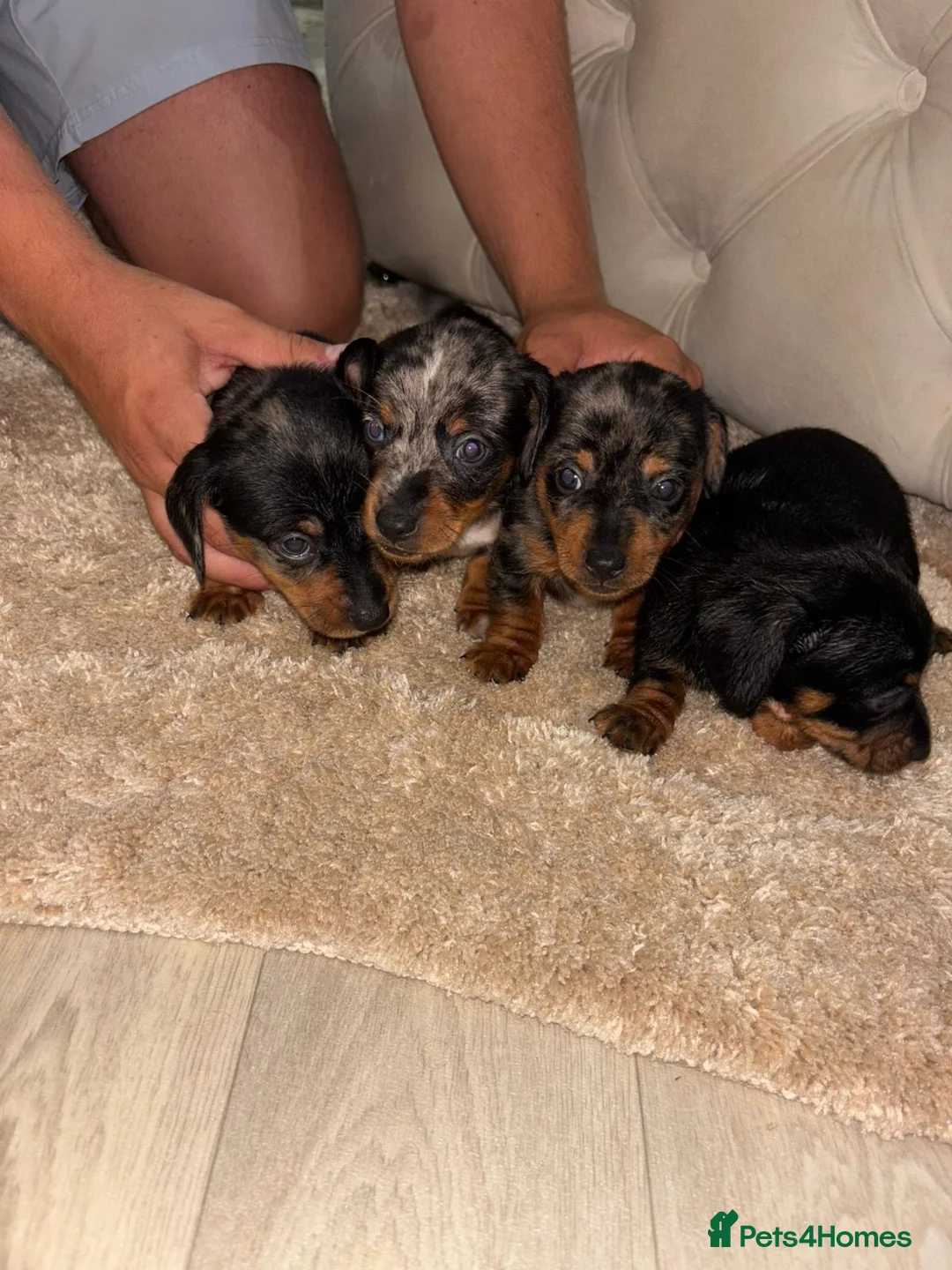 Miniature Dachshund dogs for sale: ✨ KC Lines | Miniature Dachshund Puppies✨ - Advert 1