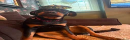 Rottweiler dogs for sale: Little piper - Advert 3