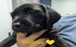 Labrador Retriever dogs for sale: Stunning black KC registered working Labradors  - Image 9