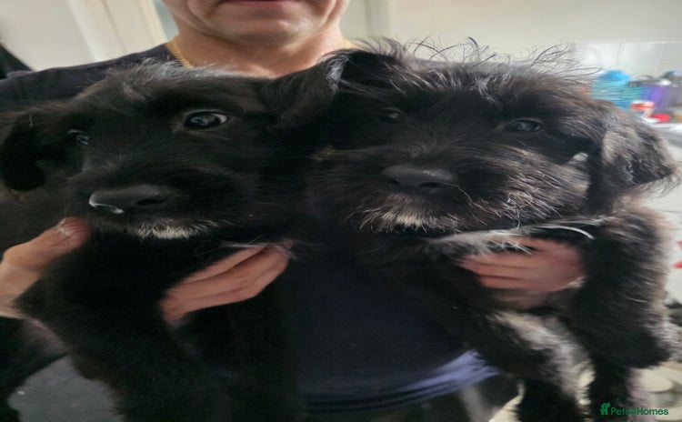 Mixed Breed dogs - Advert 1