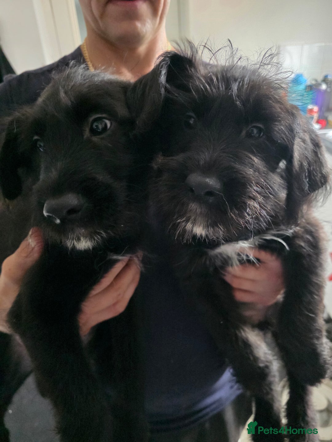 Mixed Breed dogs for sale: Male cockapoo X puppy - Image 8