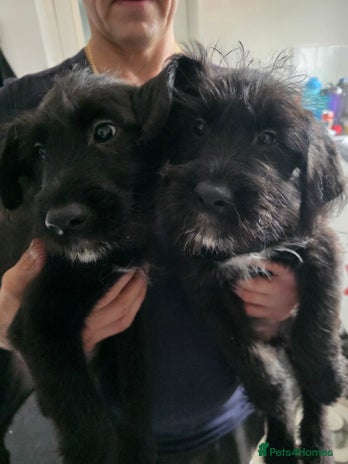 Mixed Breed dogs - Advert 1