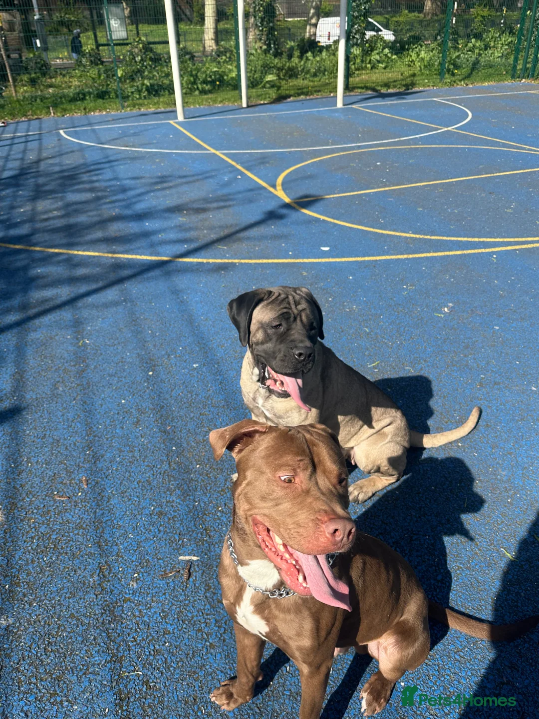 Cane Corso dogs for sale: Cane corso female  - Advert 1
