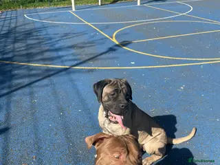 Cane Corso dogs Cane corso female - Advert 3