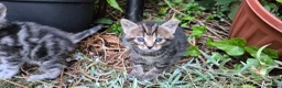 Mixed Breed cats for sale: Maine Coon Cross fluffy kittens - Advert 3