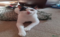 Domestic Shorthair cats for sale: Beautiful girl  - Image 2