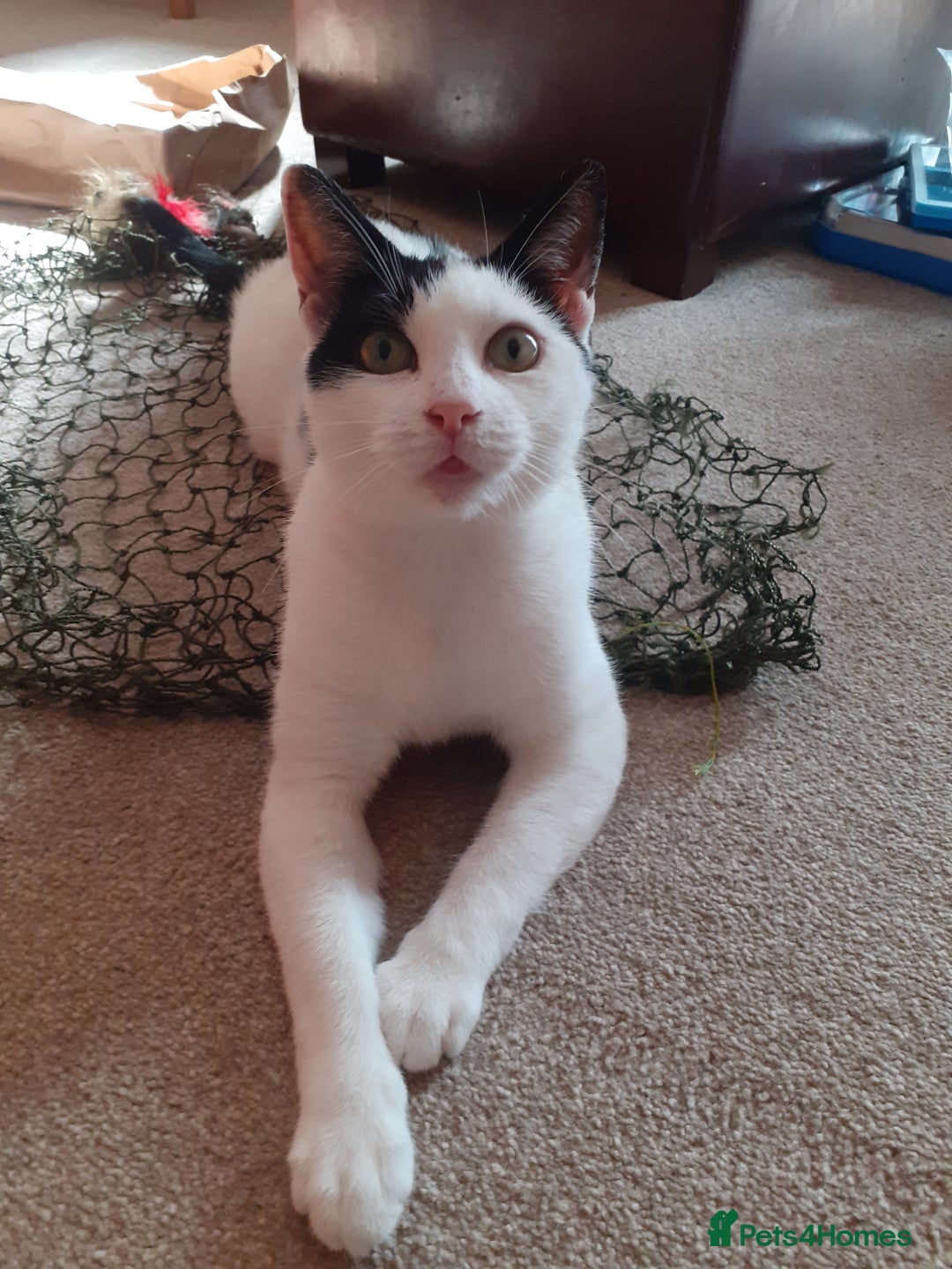 Domestic Shorthair cats for sale: Beautiful girl  - Image 2