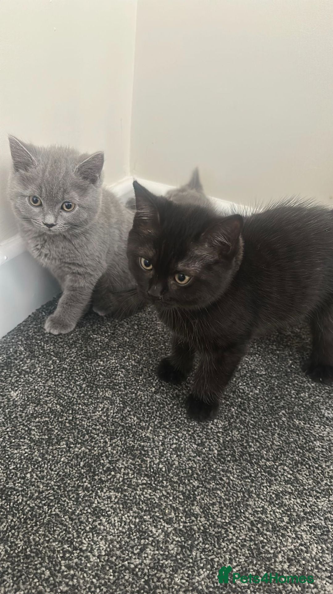 British Shorthair cats British Short Hair and Ragdoll Mix Kittens - Advert 2