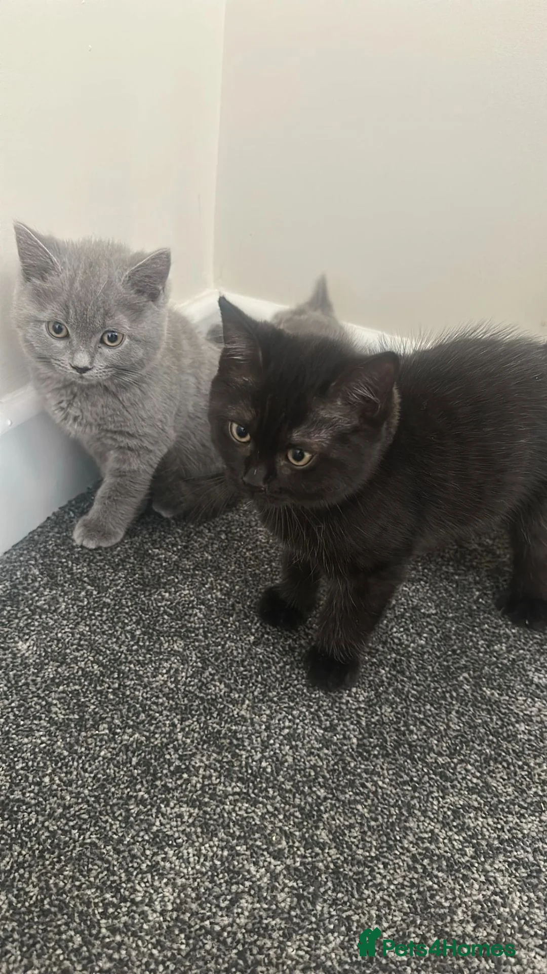 British Shorthair cats for sale: British Short Hair and Ragdoll Mix Kittens - Advert 2