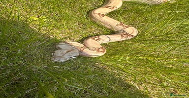 Boa Snake reptiles - Advert 2