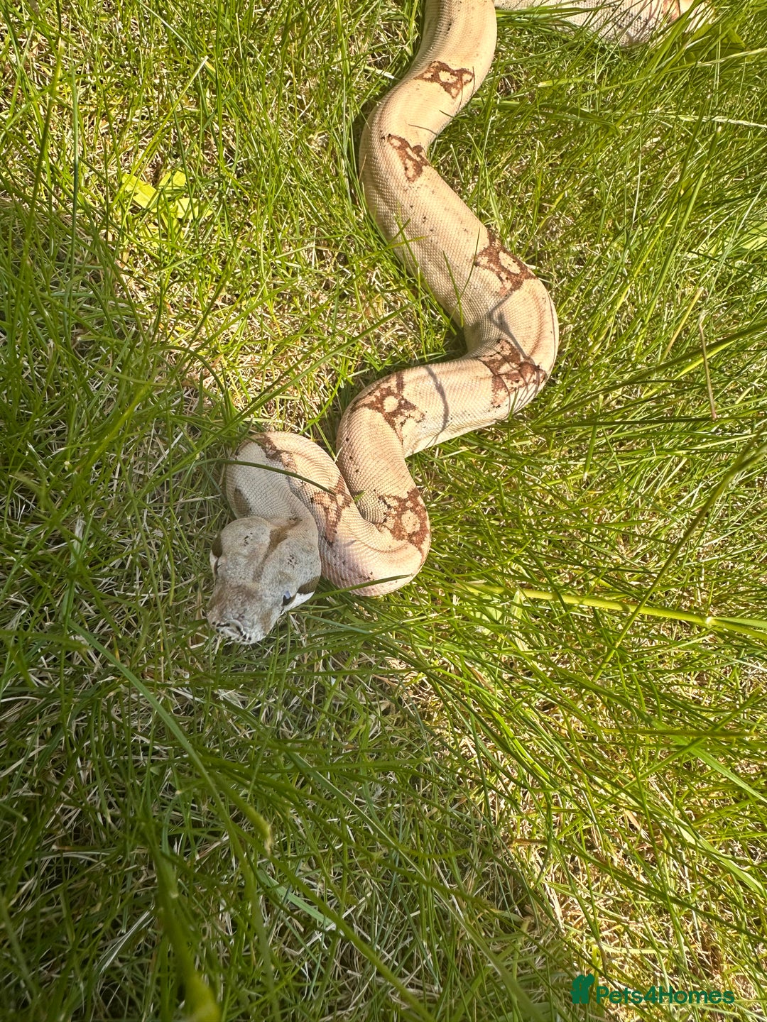 Boa Snake reptiles for sale: Male boa - Image 2