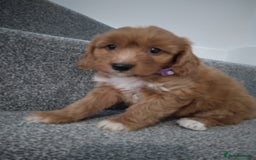 Cockapoo dogs for sale: F1 Cockapoo pups 🐾 - Image 10