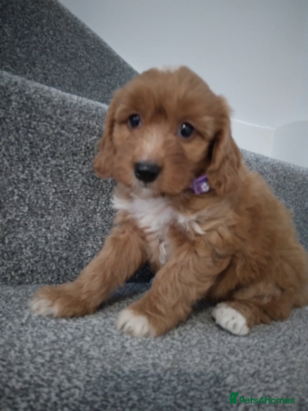 Cockapoo dogs for sale: F1 Cockapoo pups 🐾 - Image 10