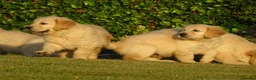 Golden Retriever dogs for sale: Golden Retriever Puppies in Armagh - Advert 9